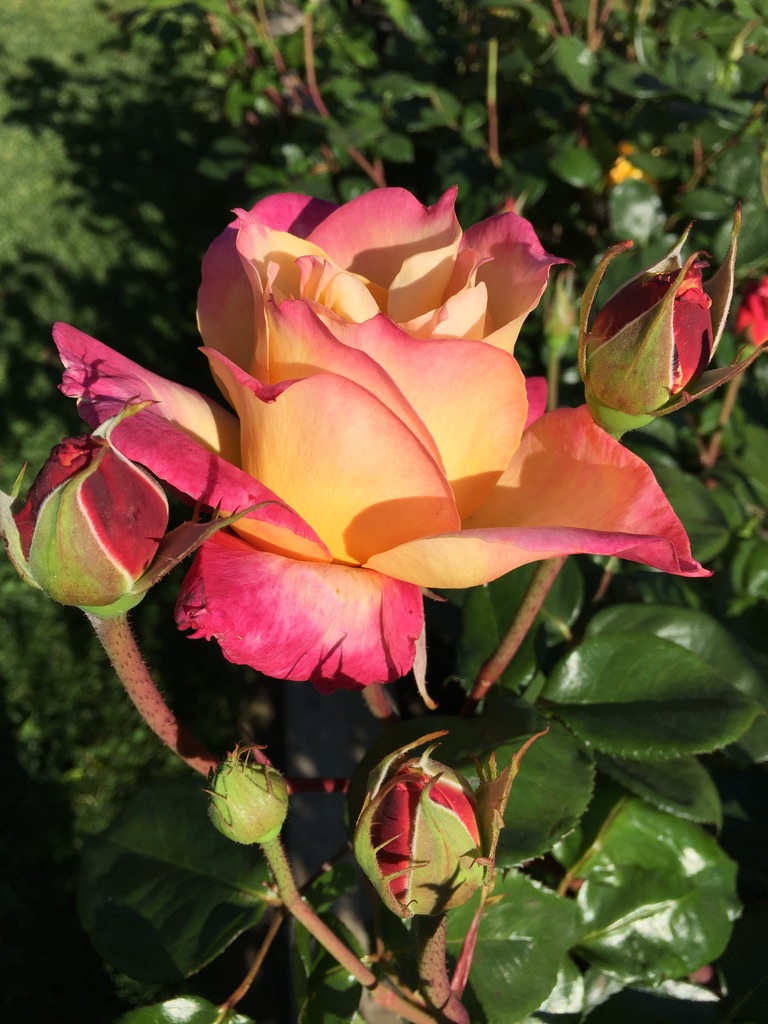 At Lions Heart Counseling our mission is Helping Sacramento Doctors, Nurses, Teachers, therapists and Everyday People, Overcome Panic, PTSD, Intergenerational Trauma, Phobias, Triggers, Treatment Resistant Depression and Develop Amazing Relationships!